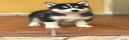 Husky Siberiano perros en venta: cachorros de husky siberiano - Anuncio 7