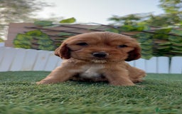 Cocker Spaniel Inglés perros en venta: COCKER SPANIEL INGLES - Imagen 12