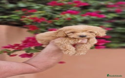 Caniche Toy perros en venta: Caniche macho toy  - Imagen 5