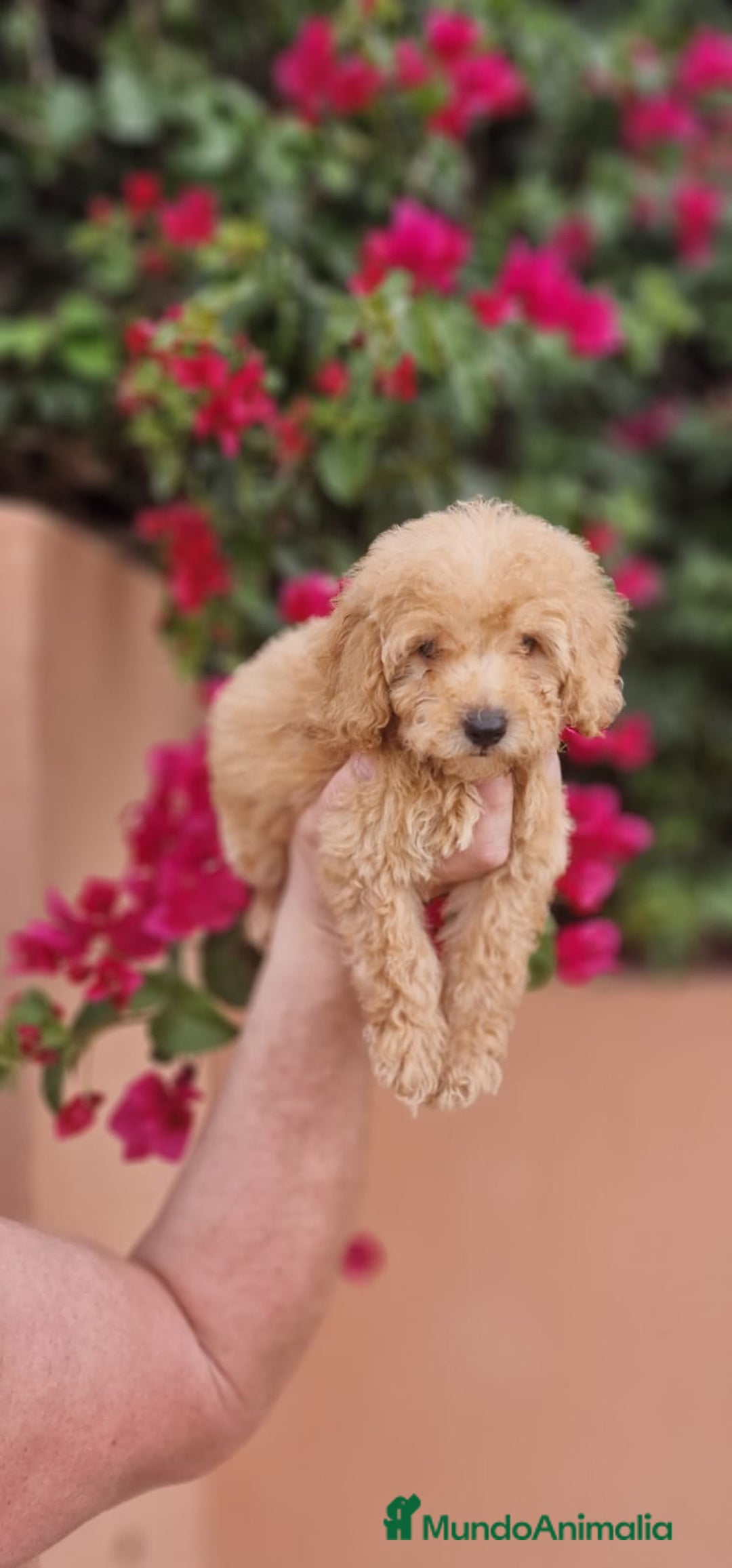 Caniche Toy perros en venta: Caniche macho toy  - Imagen 5