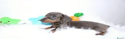 Teckel Miniatura perros en venta: Teckels Miniatura#Calidad, seriedad y seguimiento - Anuncio 21