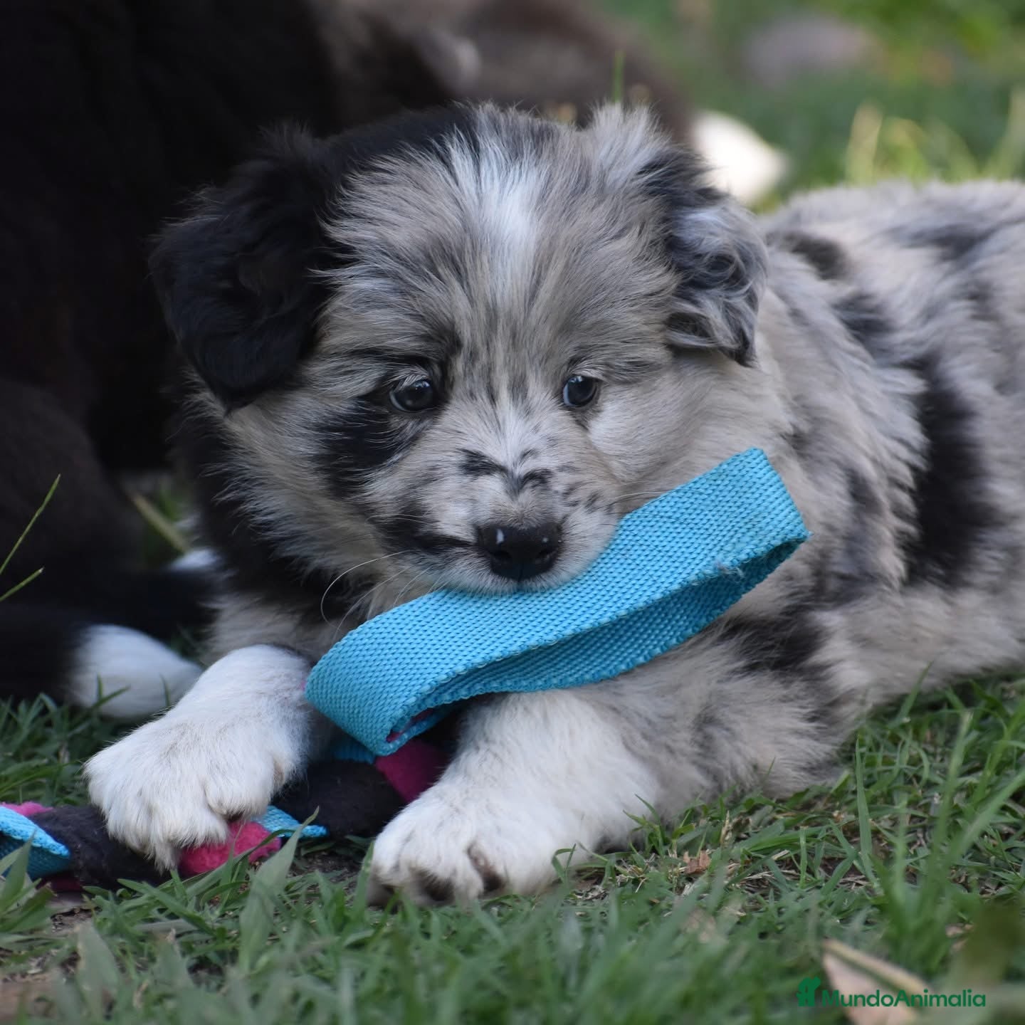 Border Collie perros BORDER COLLIE MERLE  631 67 03 85 en Sevilla - Anuncio 24