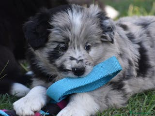 Border Collie perros BORDER COLLIE MERLE 631 67 03 85 en Sevilla - Anuncio 24