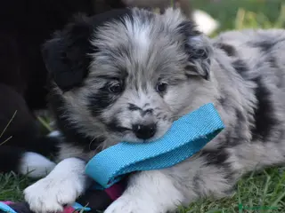 Border Collie perros BORDER COLLIE MERLE 631 67 03 85 en Sevilla - Anuncio 21