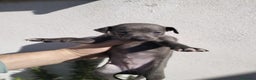 Whippet perros en venta: Whippet tamaño pqño - Anuncio 4