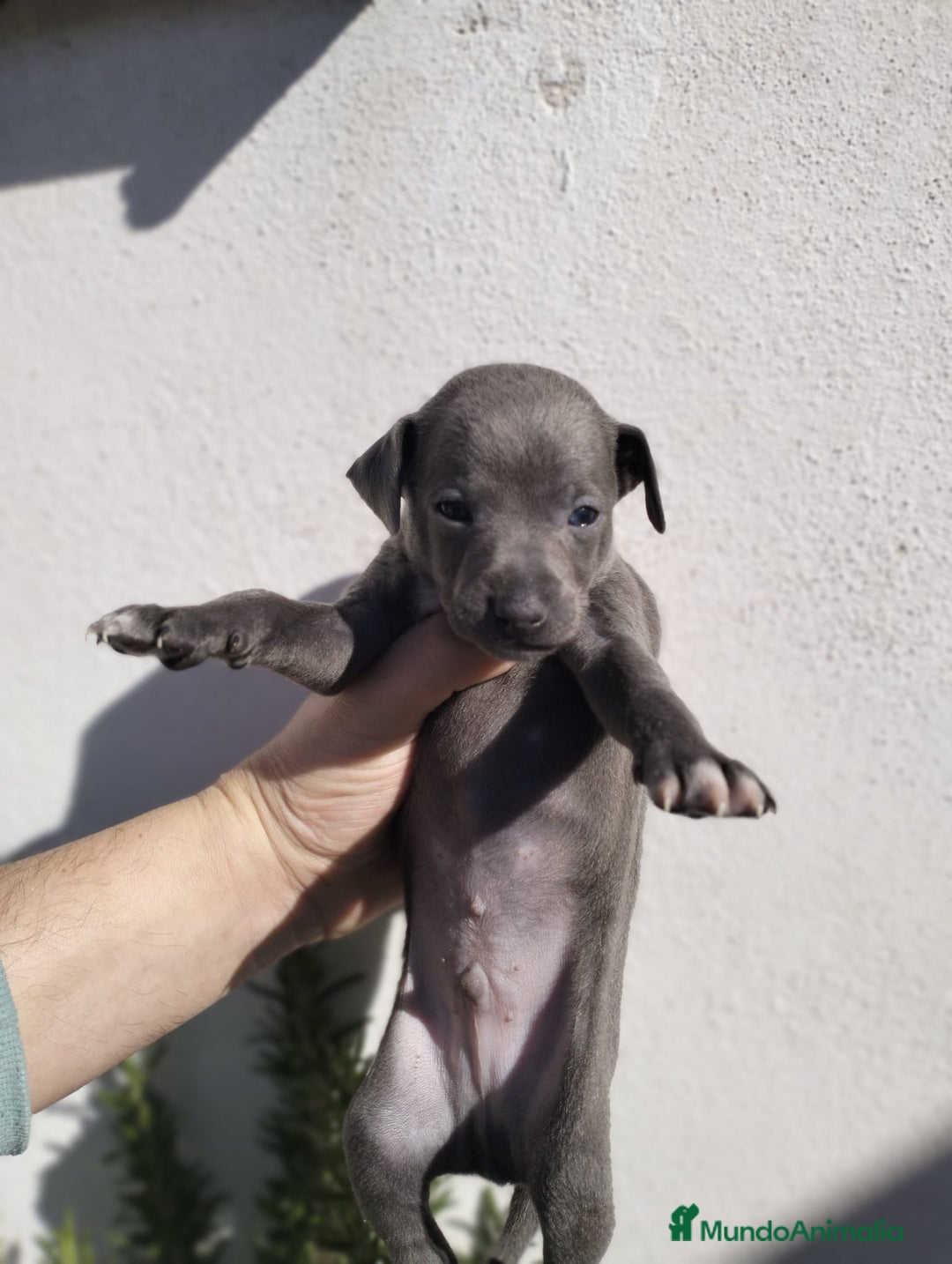 Whippet perros en venta: Whippet tamaño pqño - Anuncio 4