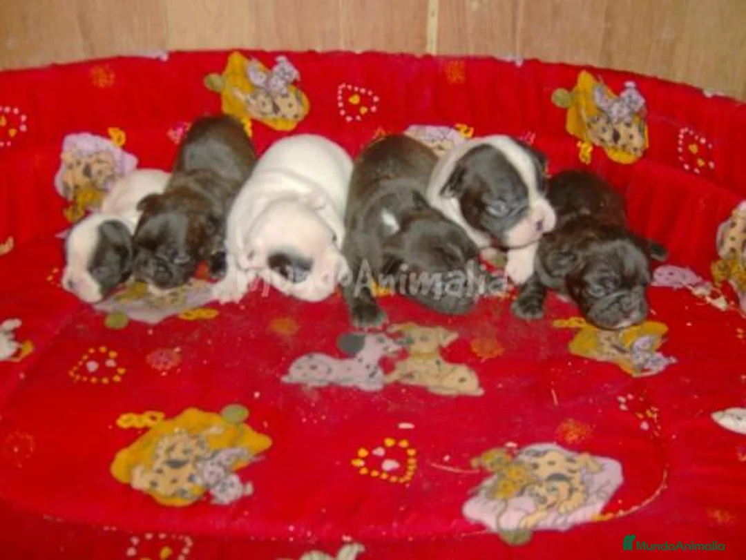 Imagen de galería {{count}}