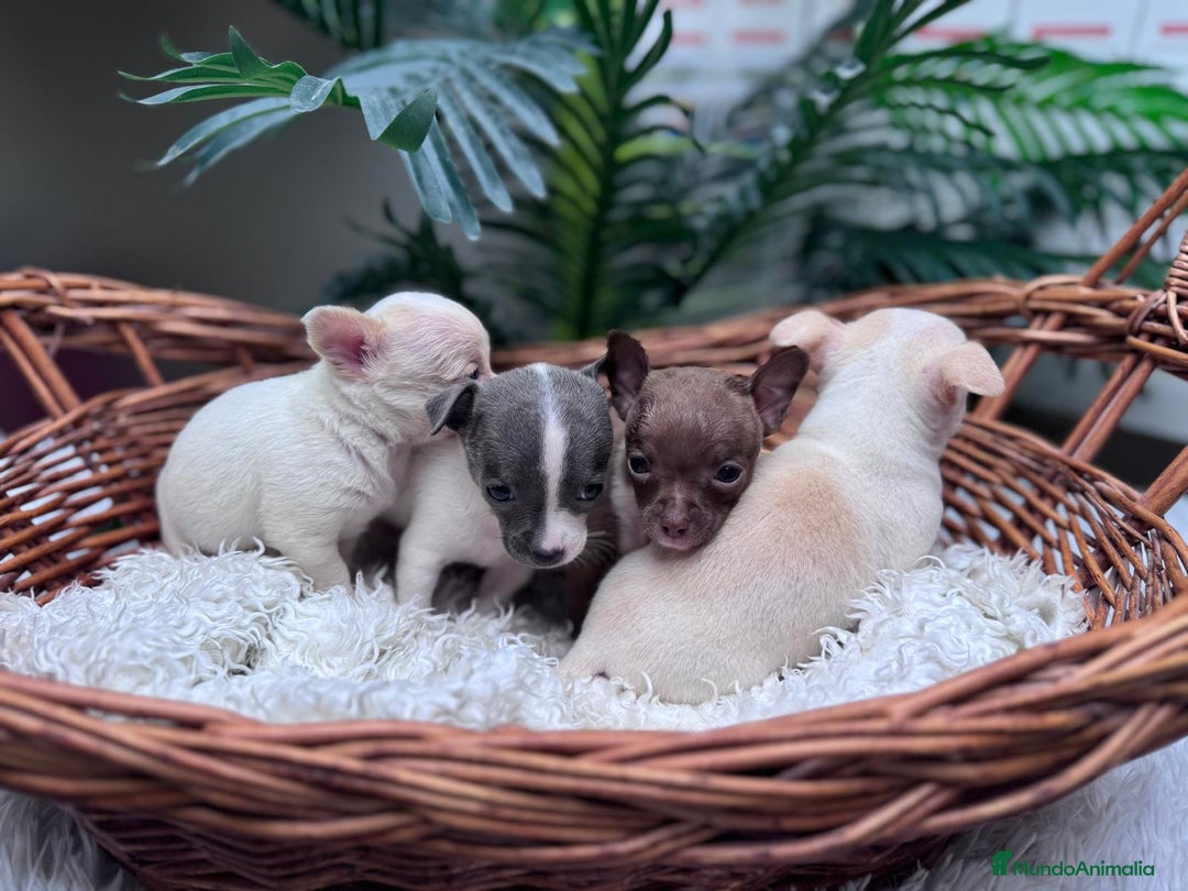Chihuahua perros en venta: CHIHUAHUA  - Anuncio 11