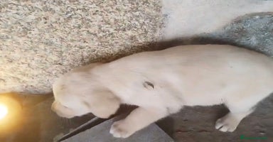 Labrador Retriever perros Labrador retriever  - Anuncio 4