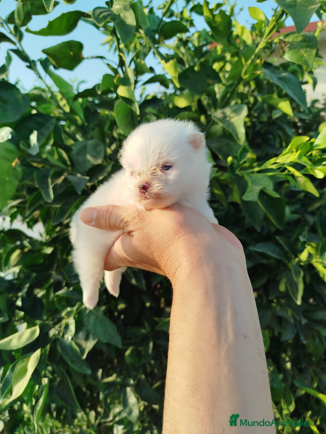 Pomerania perros en venta: Lulú de pomerania toy  - Imagen 4