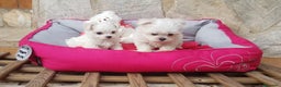 Bichón Maltés perros en venta: Bichón Maltés en Barcelona - Anuncio 1