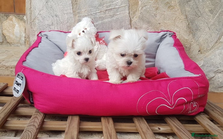 Bichón Maltés perros en Barcelona - Anuncio 5