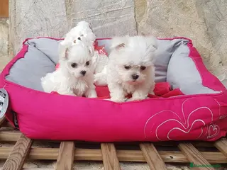 Bichón Maltés perros Bichón Maltés en Barcelona - Anuncio 1