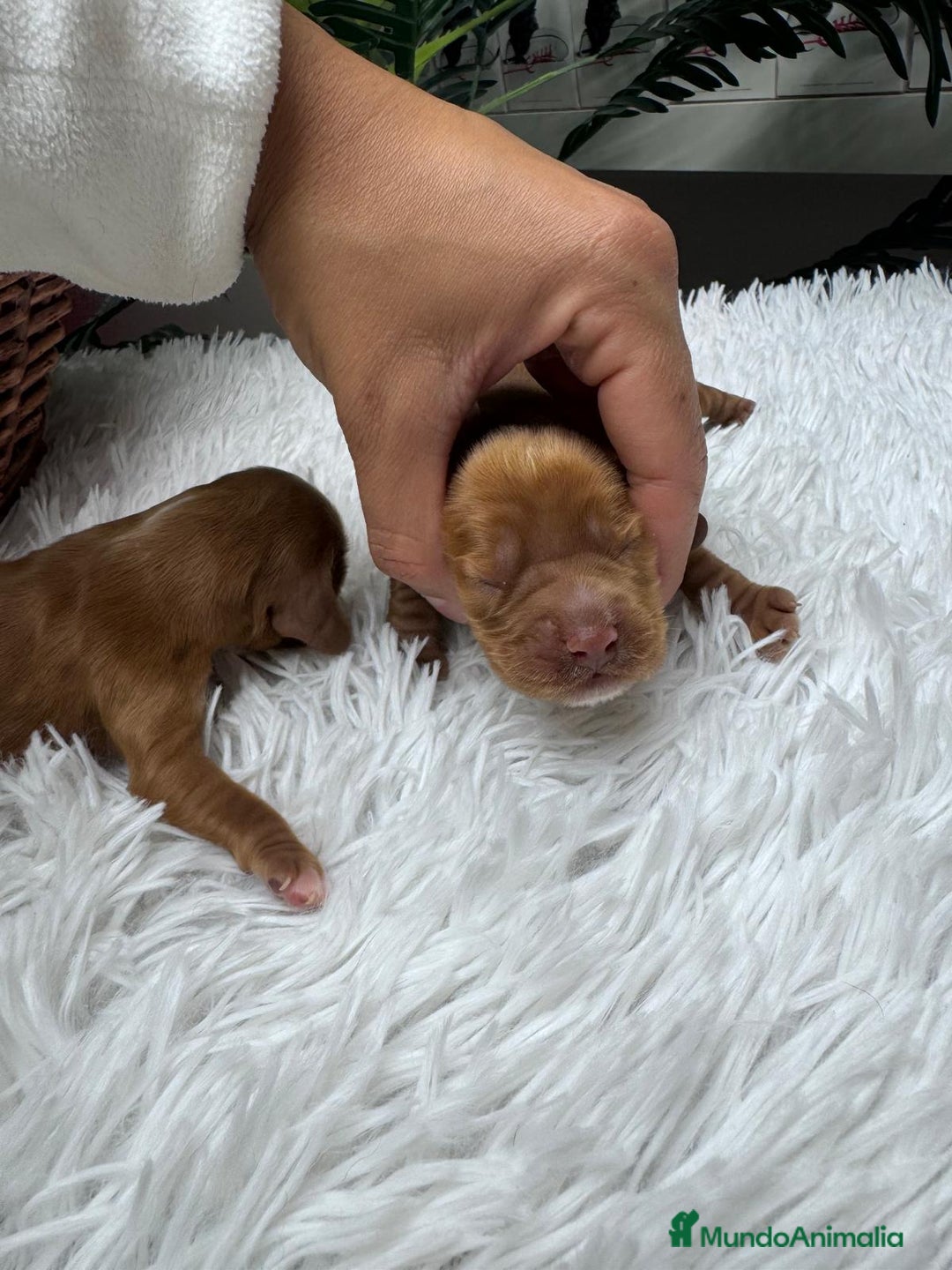 Cocker Spaniel Inglés perros en venta: COCKER SPANIEL INGLES - Anuncio 15