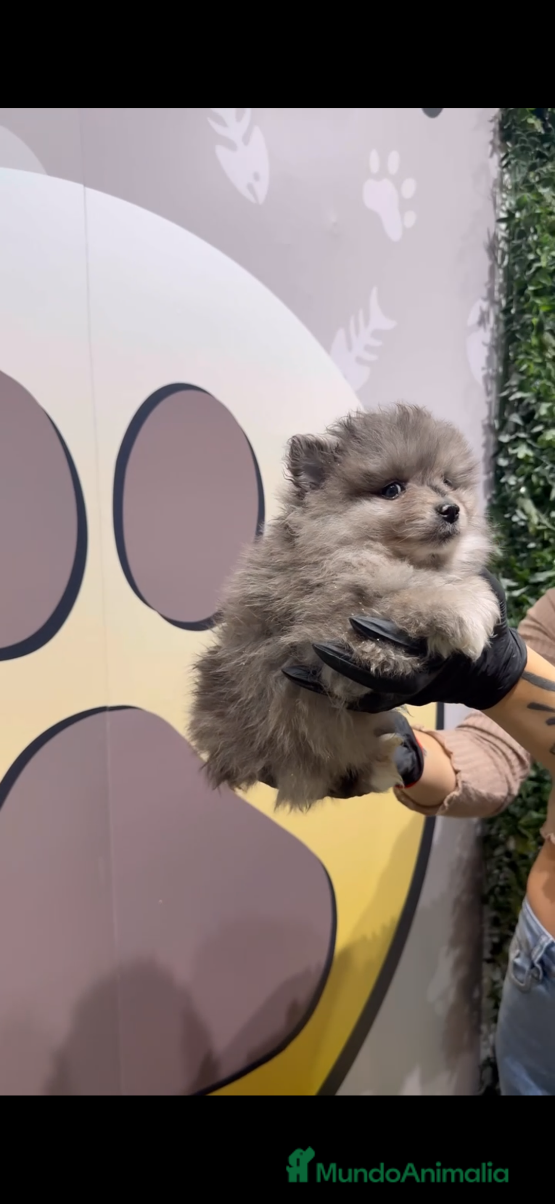 Pomerania perros en venta: Disponibles 3 cachorros pomerania merle - Anuncio 8