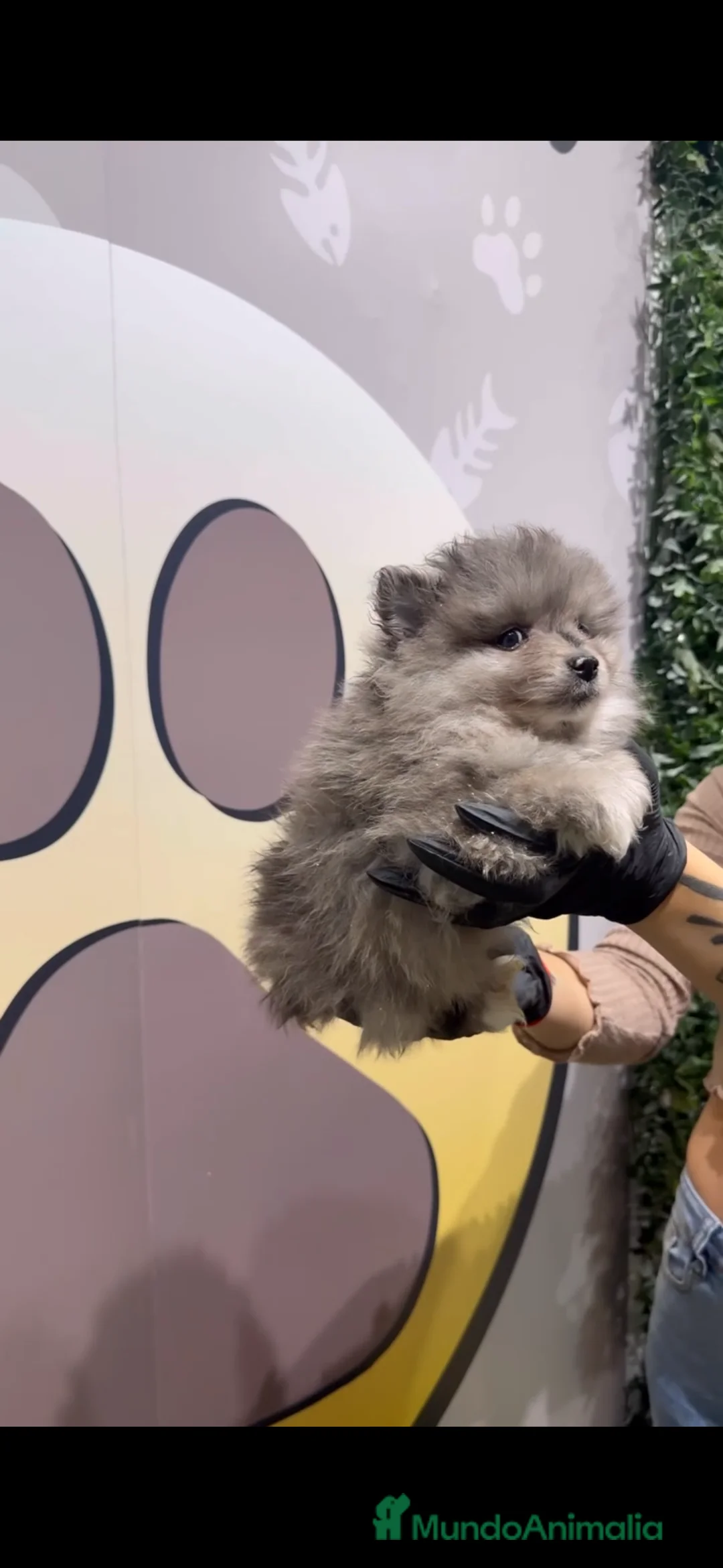 Pomerania perros en venta: Disponibles 3 cachorros pomerania merle - Anuncio 8