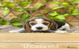 Beagle perros en venta: Camada de Beagle - Imagen 4