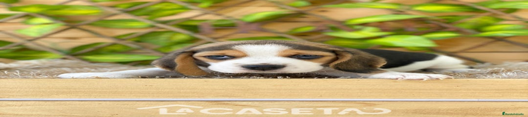 Beagle Cachorro 3486