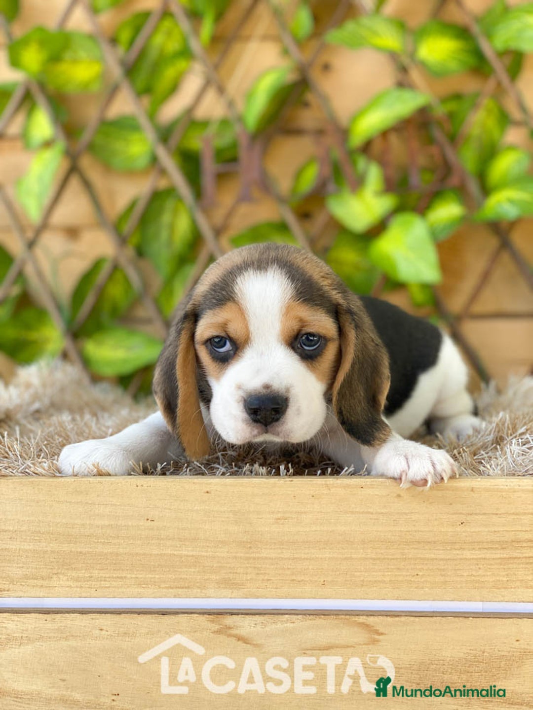Beagle perros en venta: Camada de Beagle - Imagen 4
