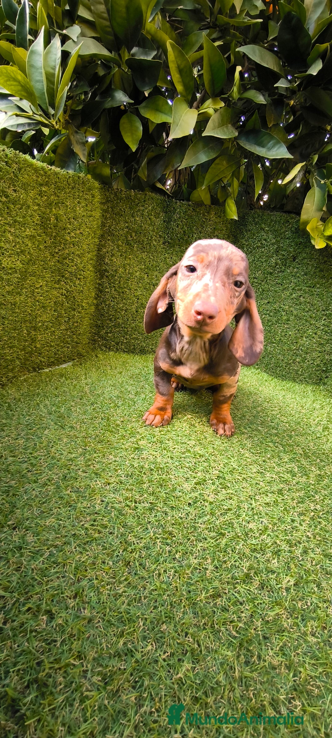 Teckel Miniatura perros en venta: camada de teckel miniatura varios colores  - Anuncio 21