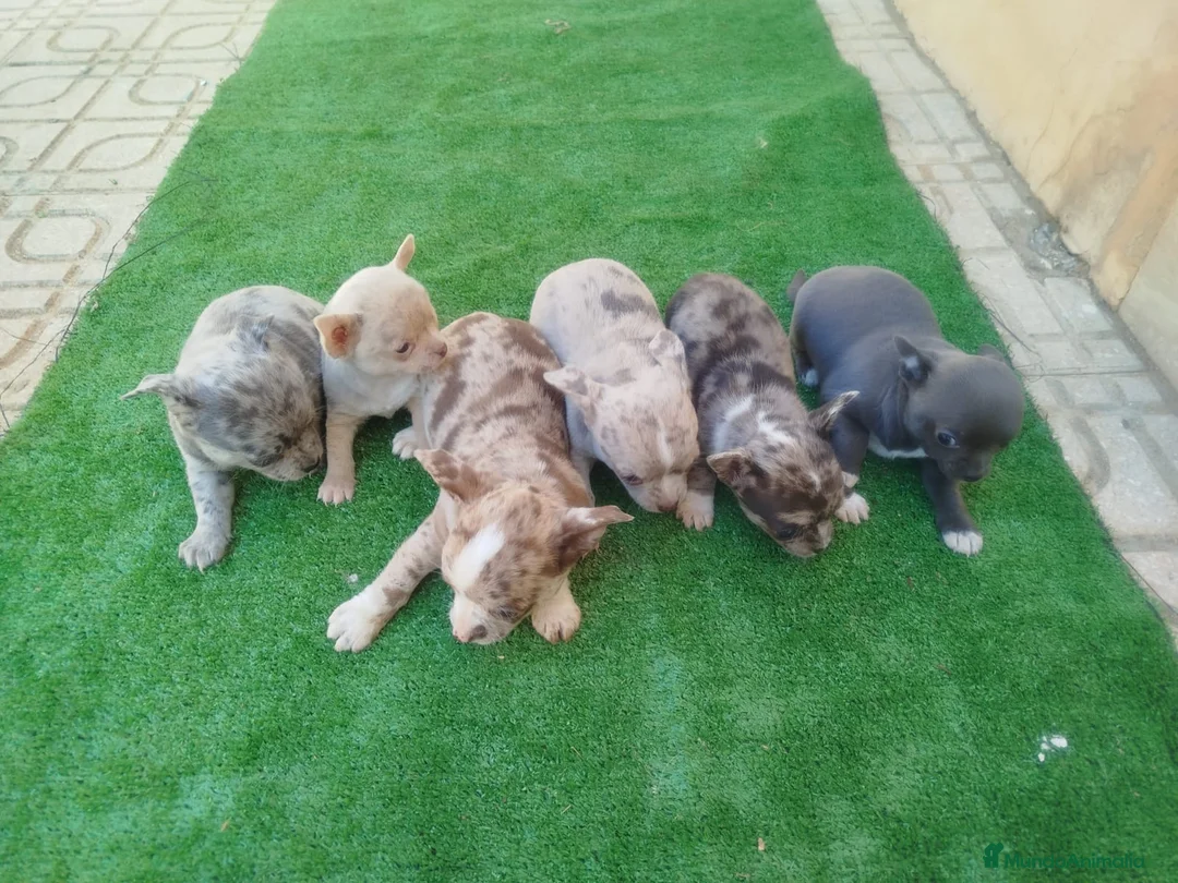 Chihuahua perros en venta: Espectacular camada de chihuahuas  en Cádiz - Anuncio 5