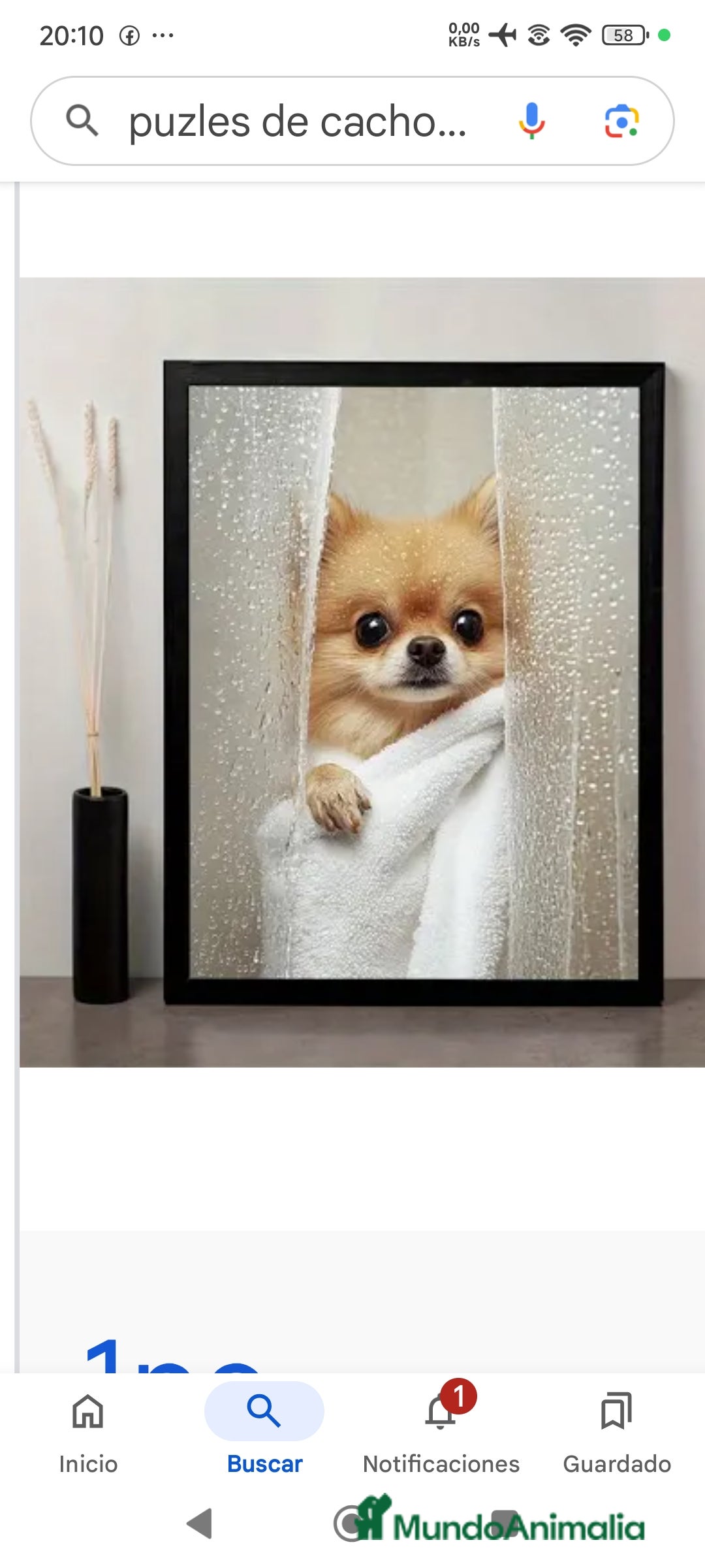 Pomerania perros en venta: Pomerania miniatura  - Imagen 2