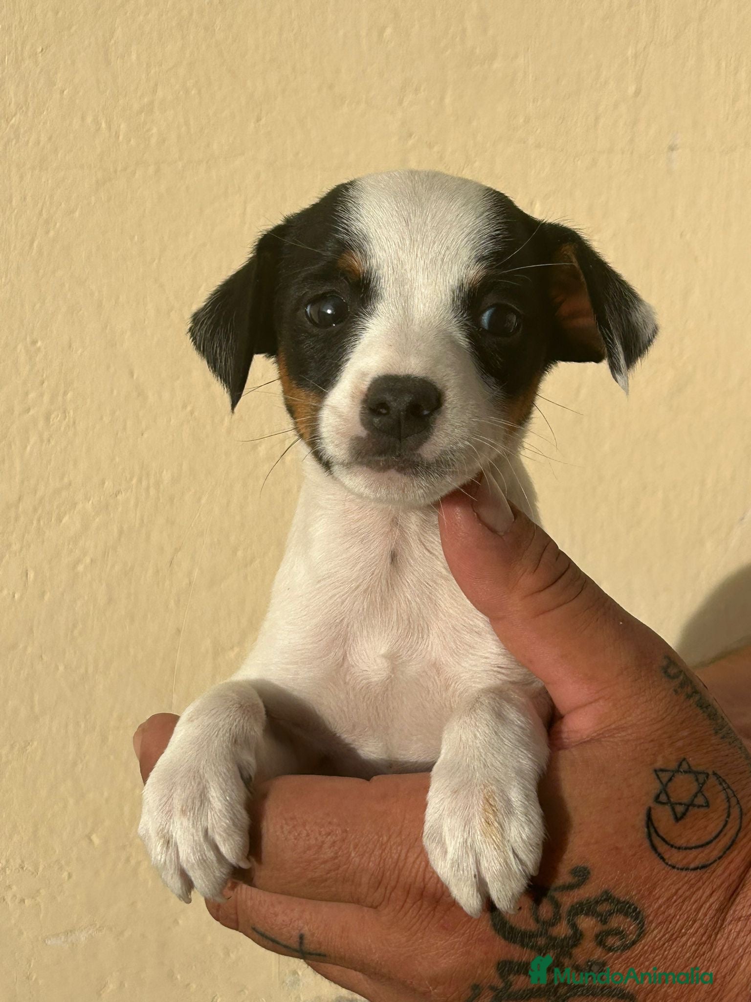 Ratonero Bodeguero Andaluz perros Bodegueros  - Anuncio 3
