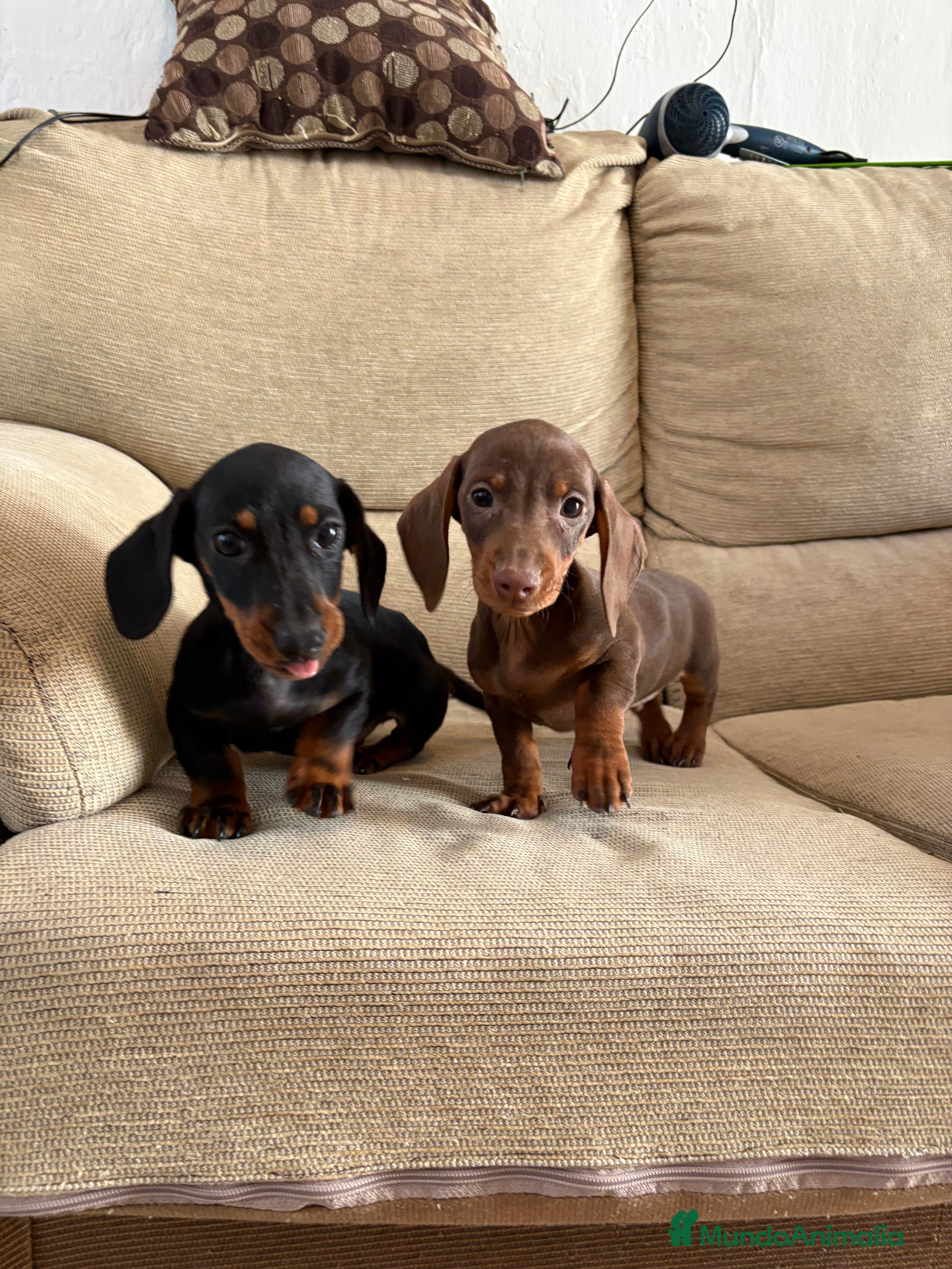 Teckel Miniatura perros Teckels mini  - Anuncio 2