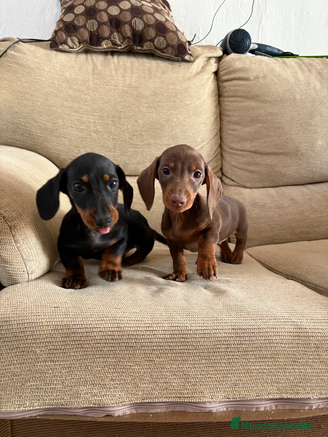 Teckel Miniatura perros en venta: Teckels mini  - Anuncio 2