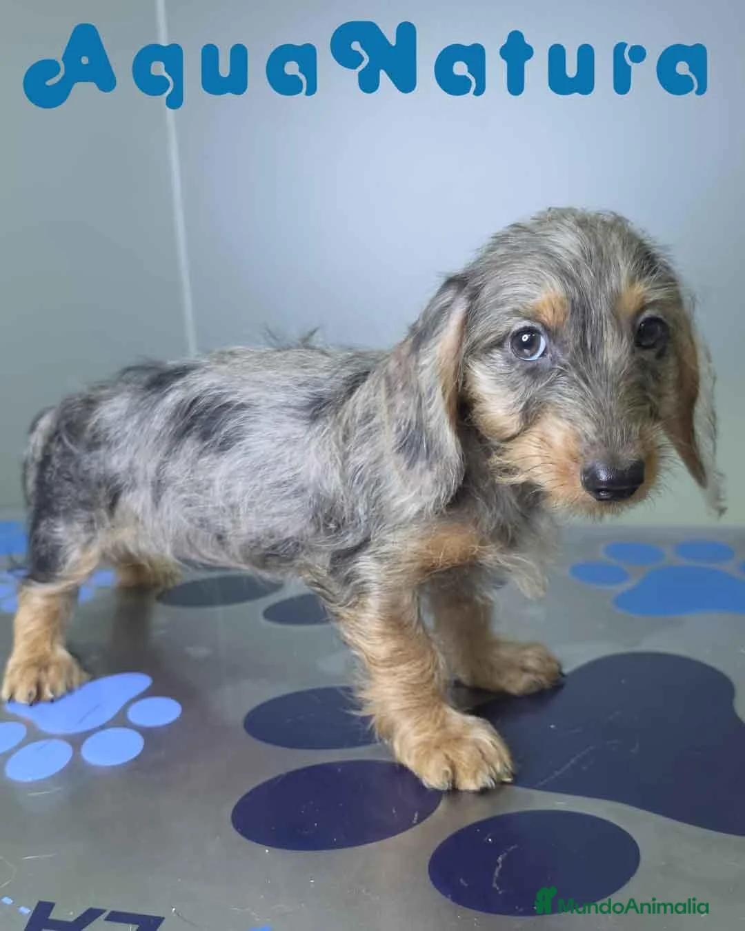 Teckel perros en venta: Teckel Hembra Pelo Largo Arlequin - Anuncio 2
