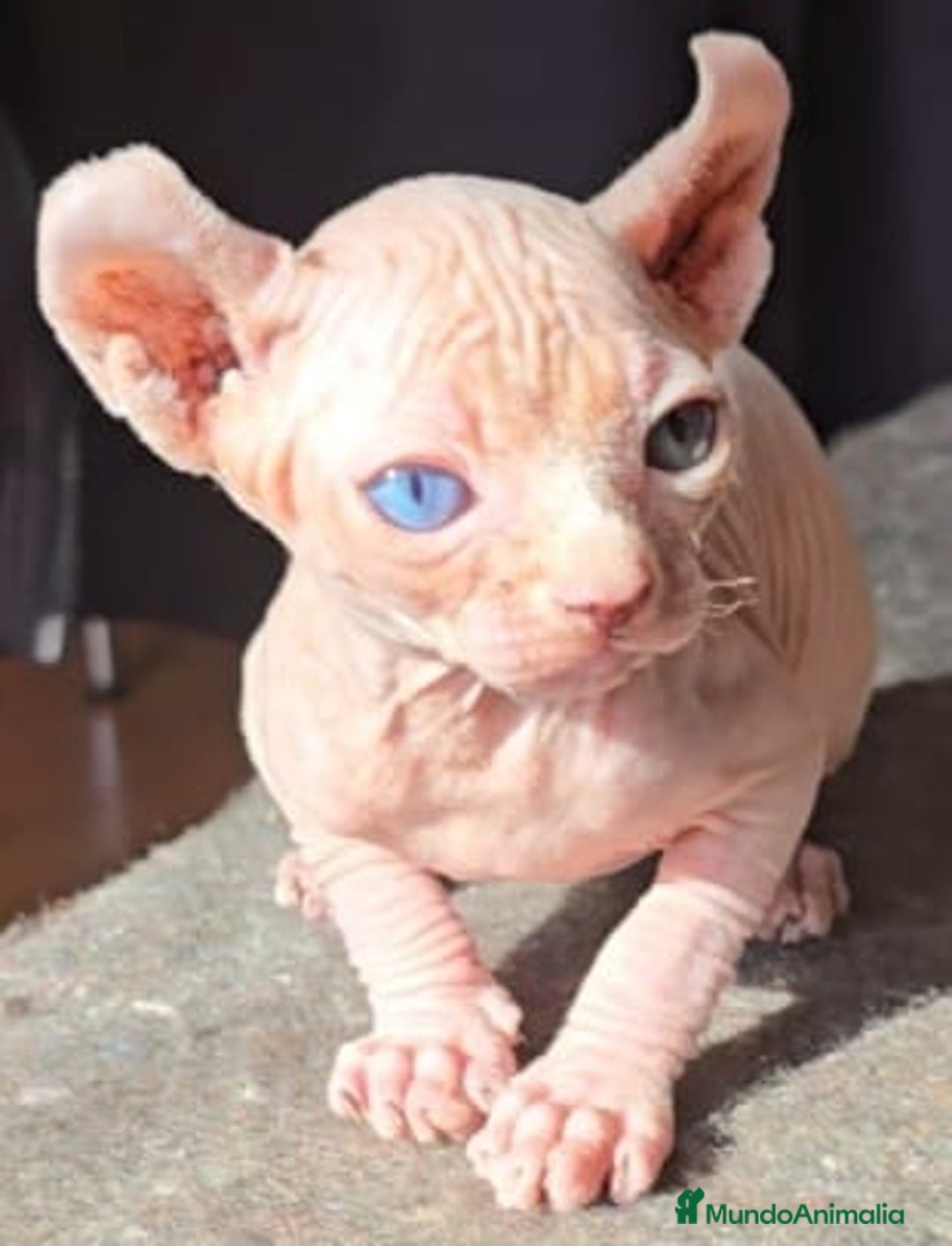 Sphynx gatos en venta: Macho Sphynx Ojos Dispares - Anuncio 1