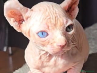 Sphynx gatos Macho Sphynx Ojos Dispares - Anuncio 1