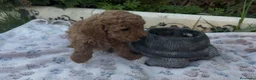 Caniche Toy perros en venta: Caniche toy - Anuncio 4