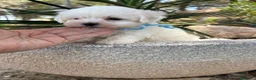 Bichón Maltés perros en venta: Bichon Maltés  - Anuncio 2