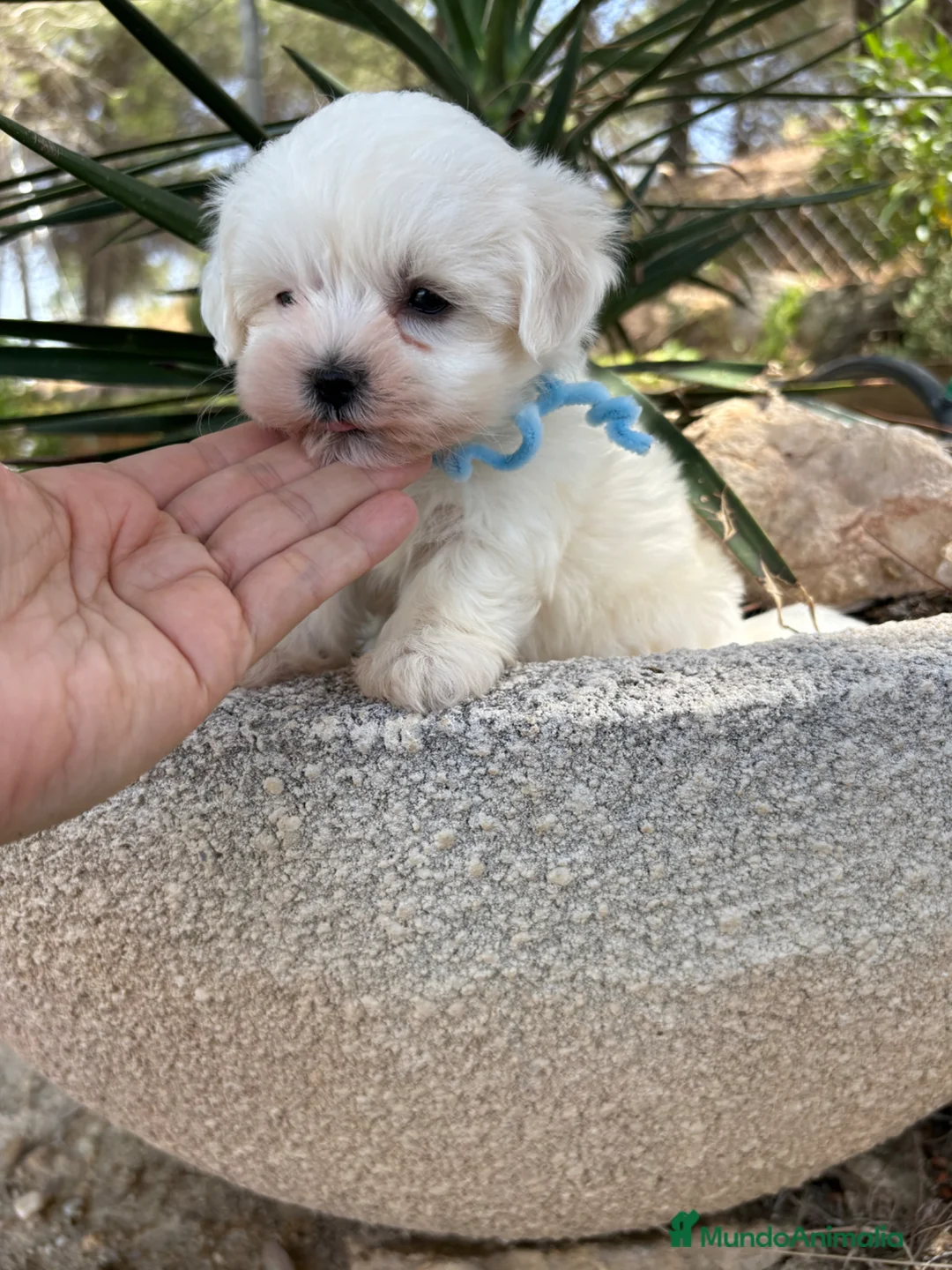 Bichón Maltés perros en venta: Bichon Maltés  - Anuncio 2