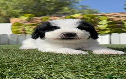 Perro de Agua Español perros en venta: PERRO DE AGUA ESPAÑOL MACHO - Imagen 7