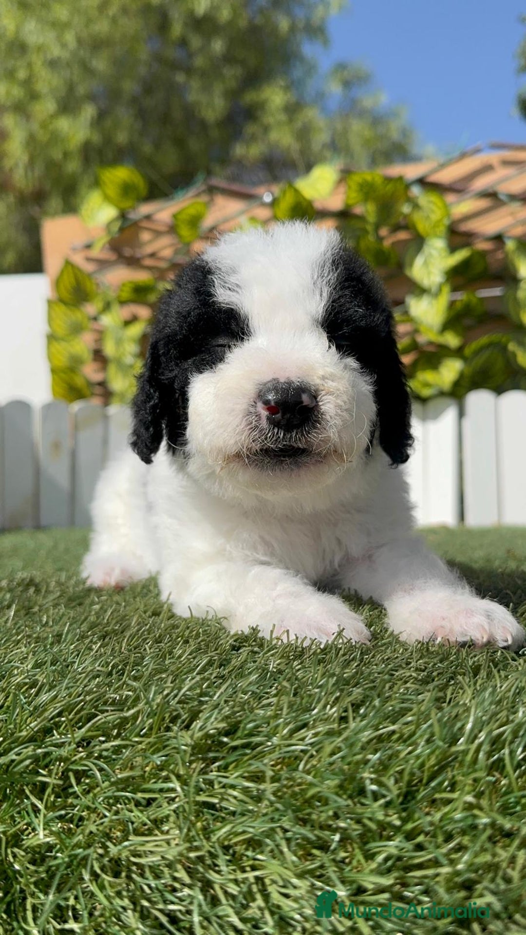 Perro de Agua Español perros en venta: PERRO DE AGUA ESPAÑOL MACHO - Imagen 7