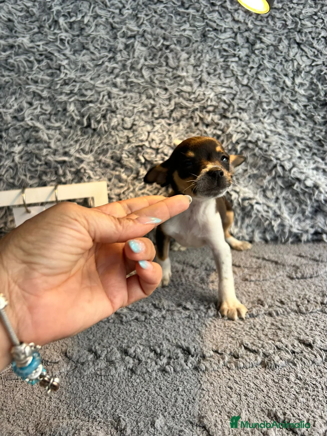 Chihuahua perros en venta: Chihuahua macho  - Anuncio 1