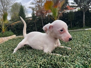 Whippet perros en Badajoz - Anuncio 6