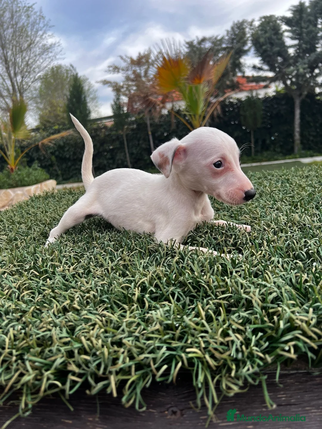 Whippet perros en venta: WHIPPET DE PELICULA //// en Badajoz - Anuncio 1