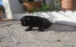 Labrador Retriever perros en venta: LABRADOR - Imagen 13