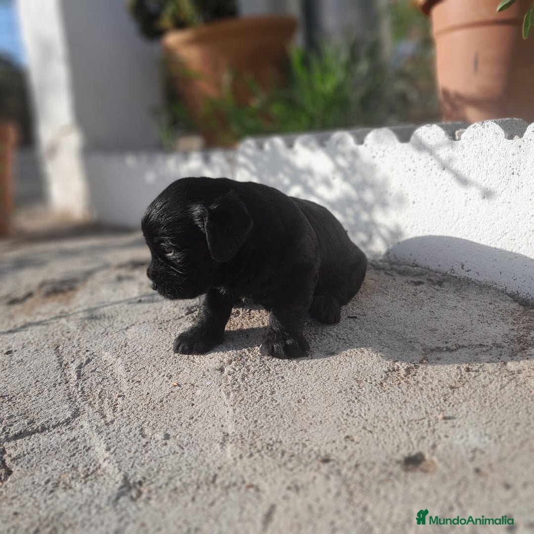 Labrador Retriever perros en venta: LABRADOR - Imagen 13
