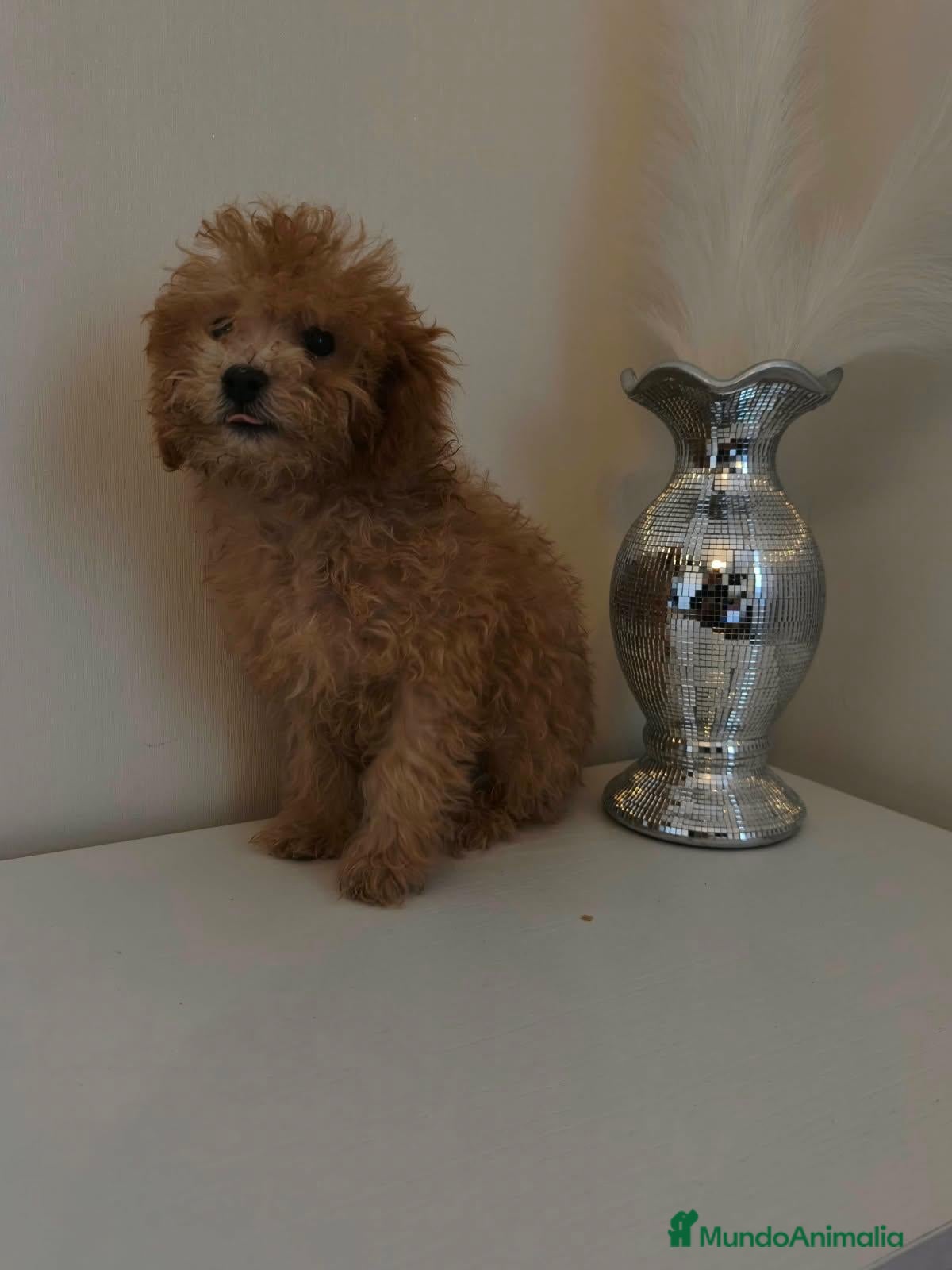 Caniche Toy perros 🔥🔥🔥AHORA 1000 € 🧡🧡🔥🔥🔥 - Anuncio 6