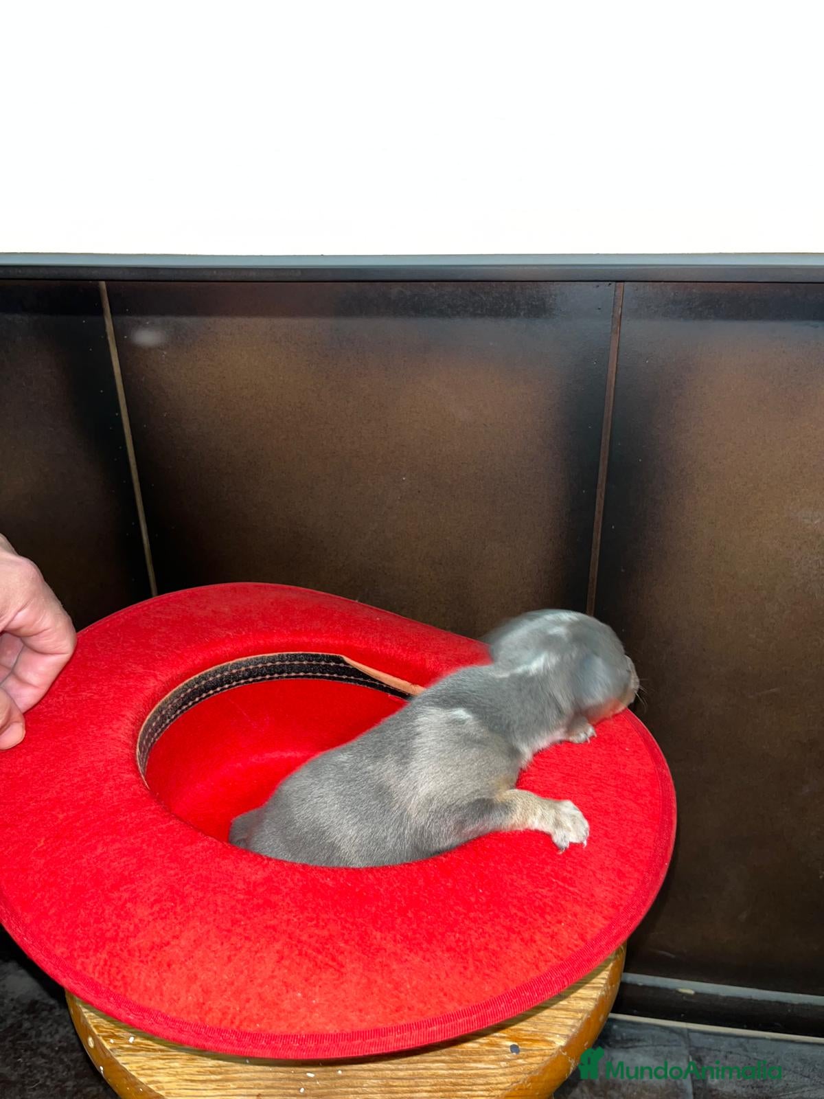 Pinscher Miniatura perros Pinscher miniatura merle blue  - Anuncio 2