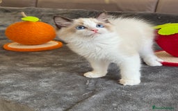 Ragdoll gatos en venta: Gatito Ragdoll - Imagen 12