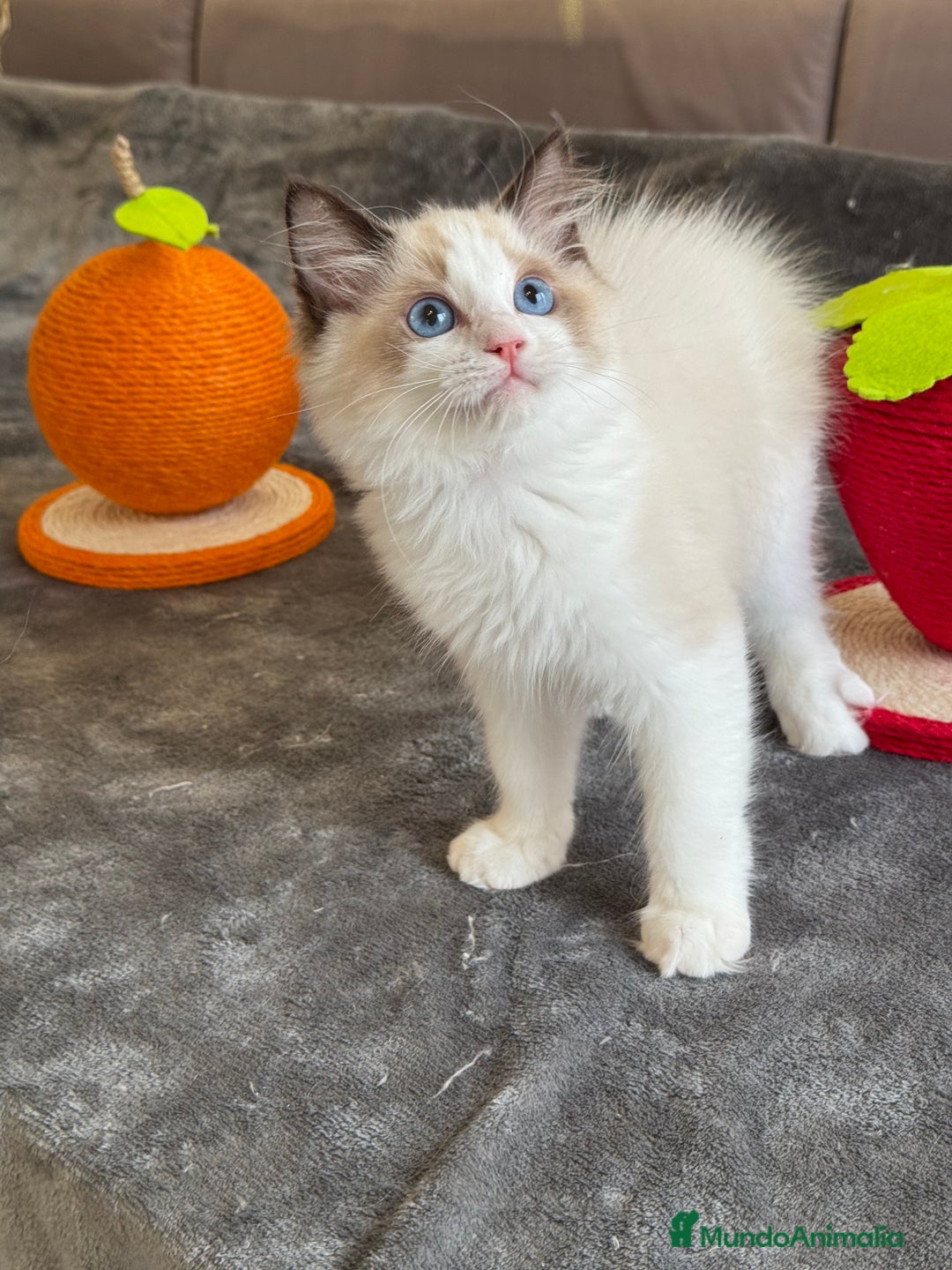 Ragdoll gatos en venta: Gatito Ragdoll - Imagen 12