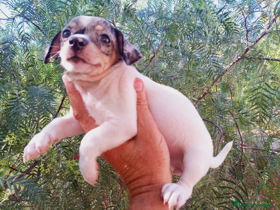 Chihuahua perros en venta: Hembra chihuahua Merle  - Anuncio 1
