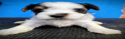 Biewer Yorkshire Terrier a la Pom Pon perros en venta: Yorkshire biewer precio real - Anuncio 7