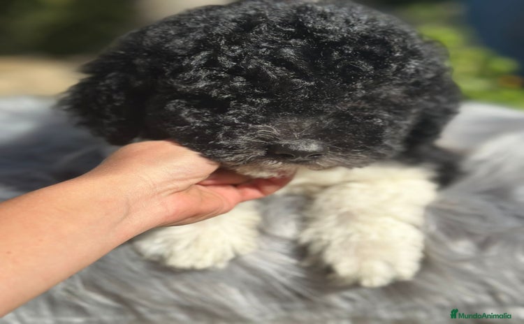 Perro de Agua Español perros - Anuncio 3