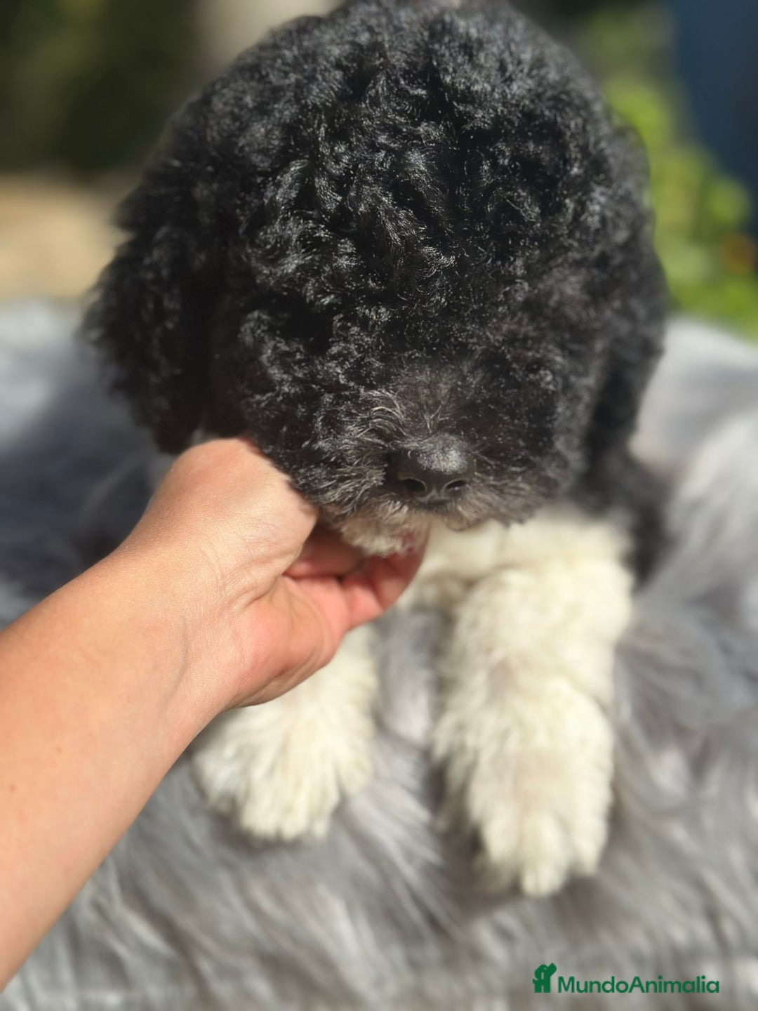 Perro de Agua Español perros en venta: Perro de agua español  - Imagen 1